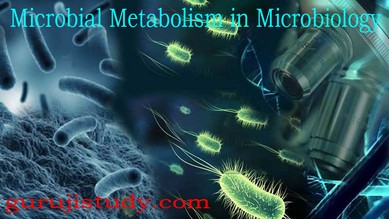 BSc Microbiology Microbial Metabolism Notes Study Material